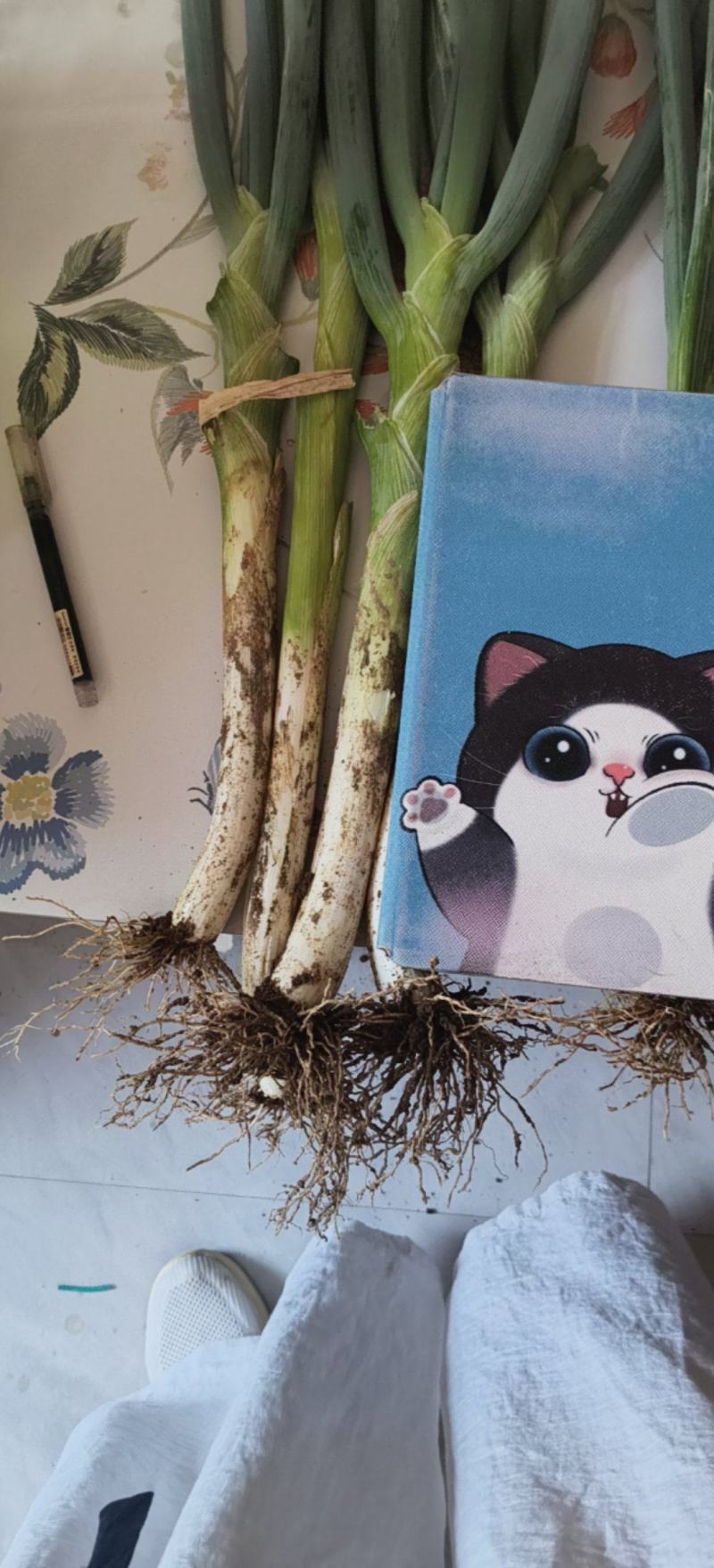 大葱