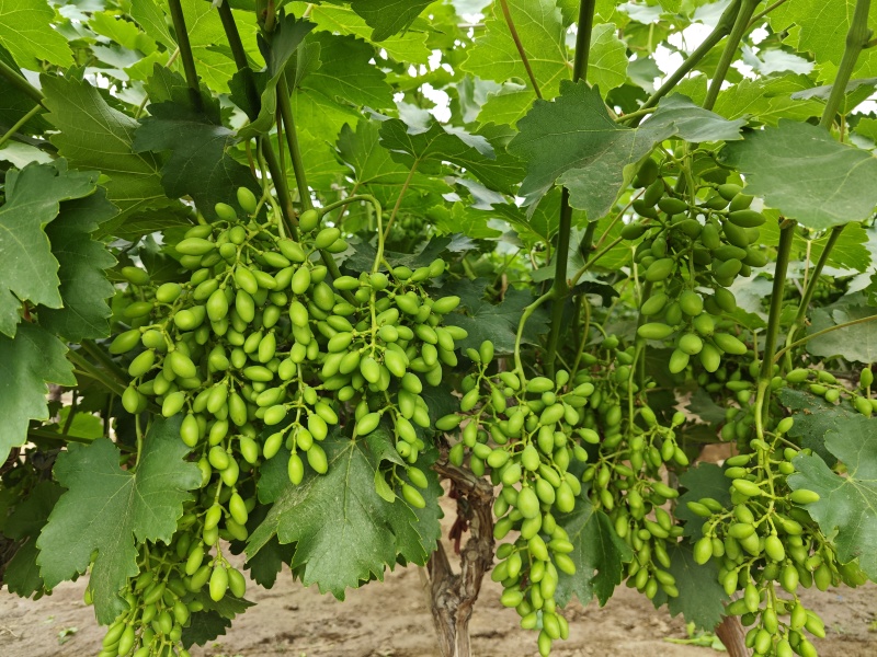 陕西渭南青提葡萄
