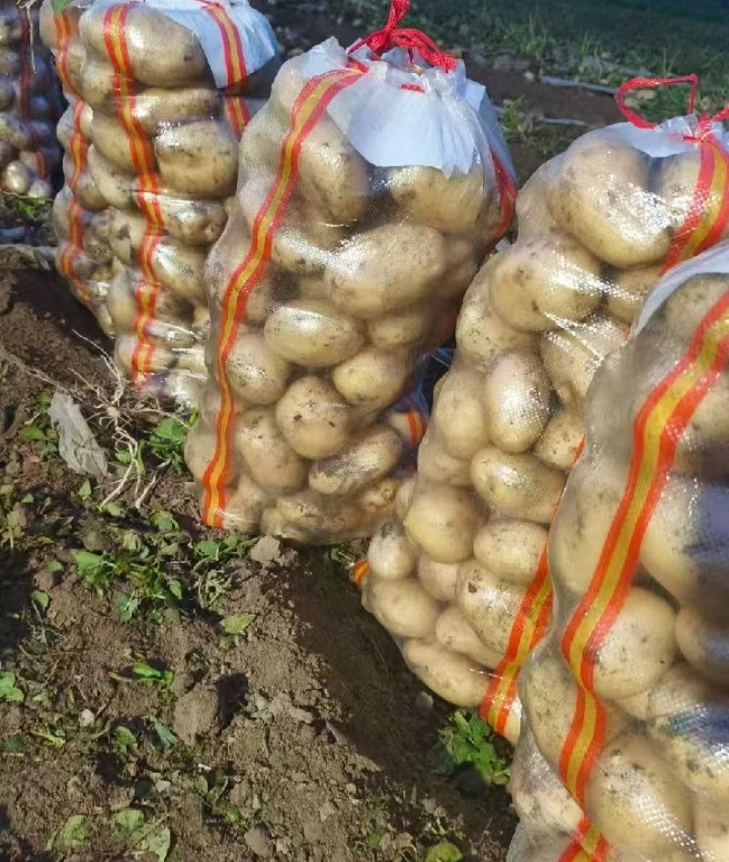 精品土豆大量上市通许土豆，可视频看货，全国发货