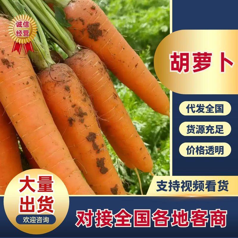 开封本地胡萝卜三红胡萝卜带泥水洗精品胡萝卜