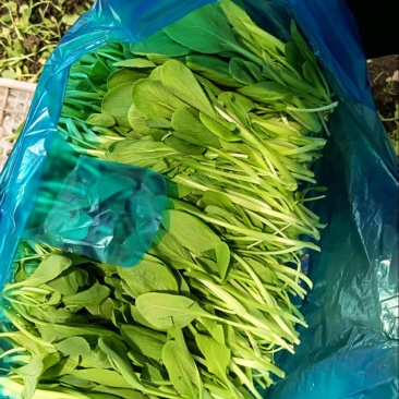 上海金山鸡毛菜开始大量上市，新鲜货源，各种规格