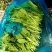 上海金山鸡毛菜开始大量上市，新鲜货源，各种规格