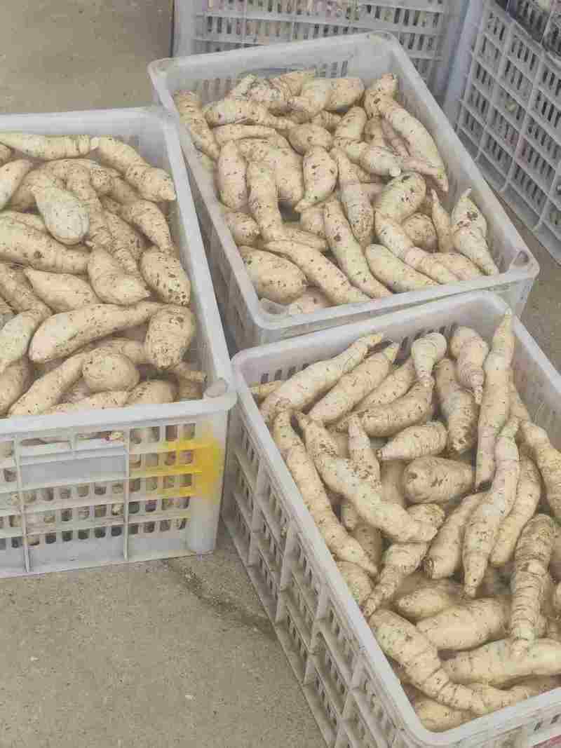 白心红薯人参小白薯产地直发品质保证欢迎进店选购