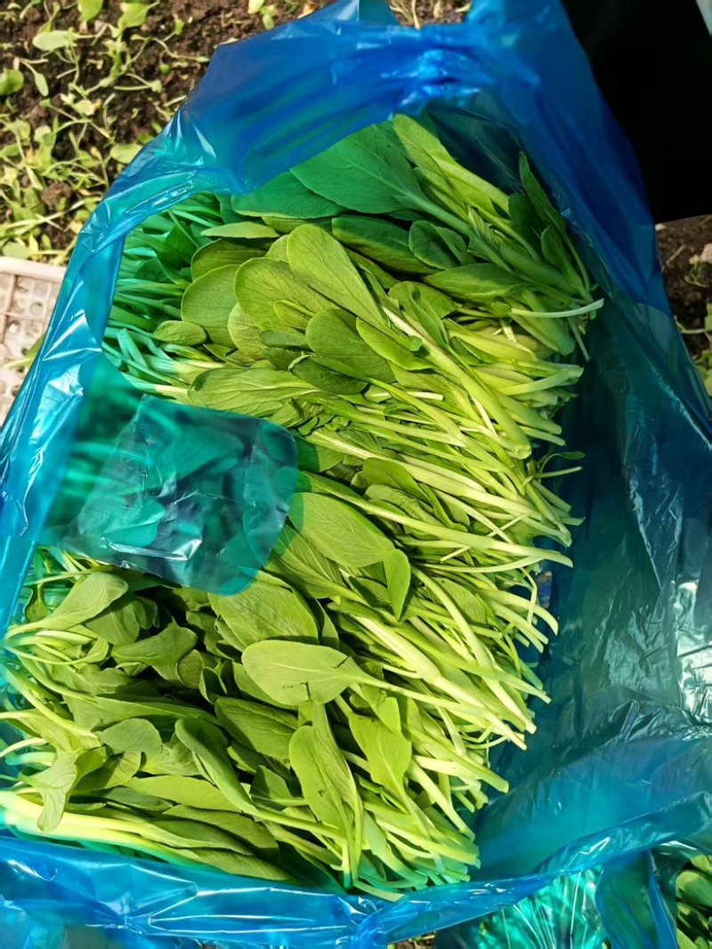 上海金山鸡毛菜开始大量上市，新鲜货源，各种规格