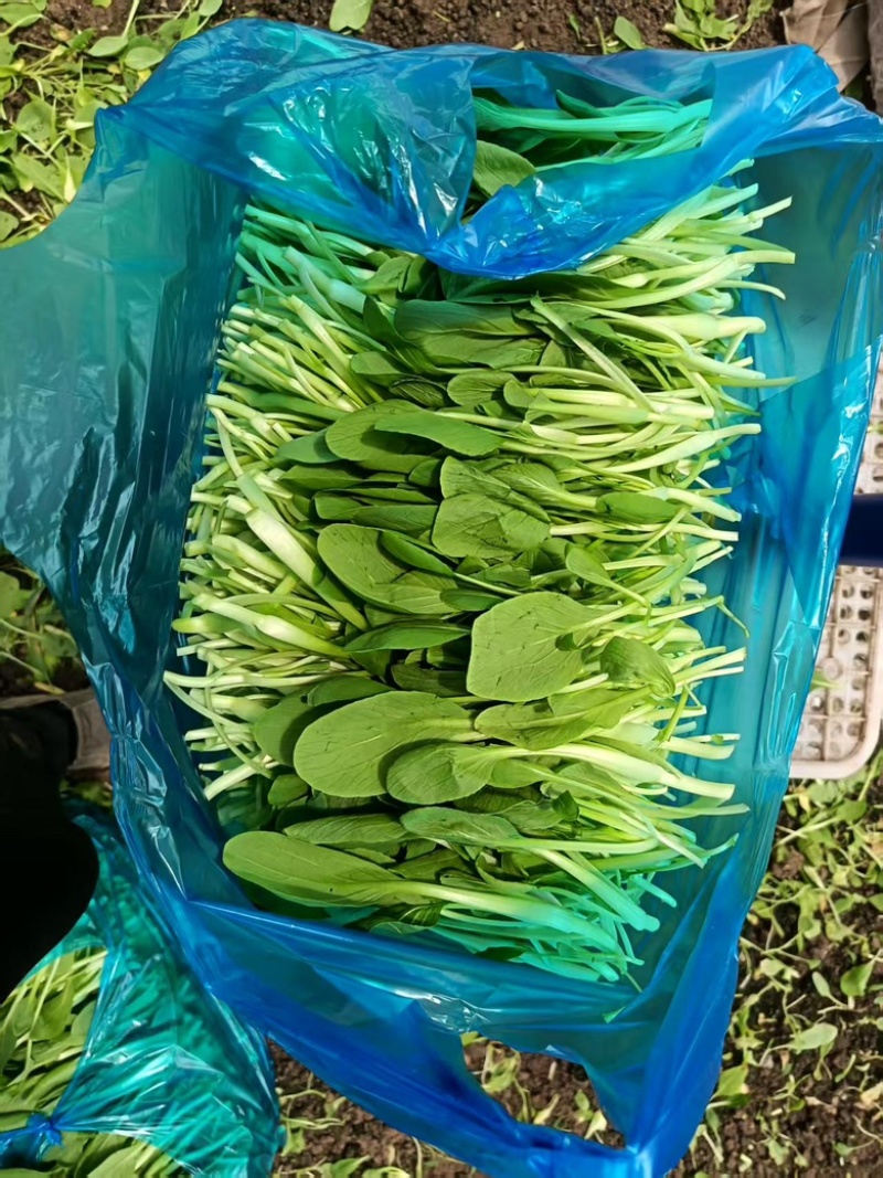 上海金山鸡毛菜开始大量上市，新鲜货源，各种规格