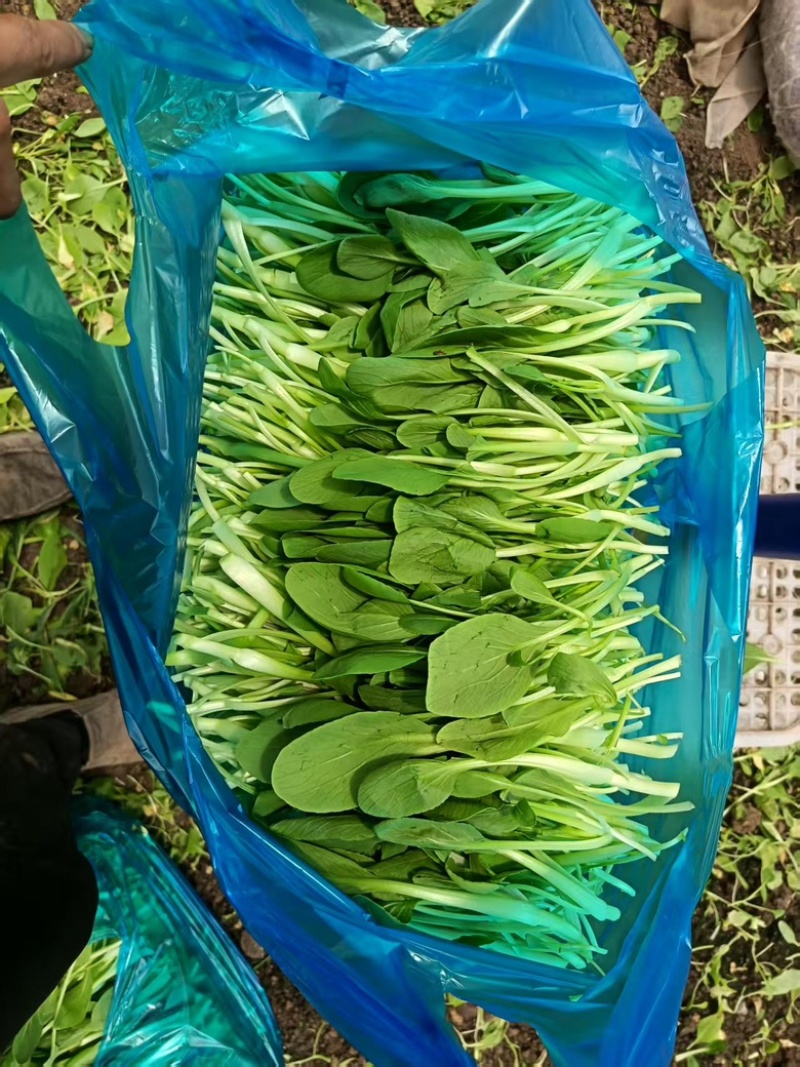 上海金山鸡毛菜开始大量上市，新鲜货源，各种规格