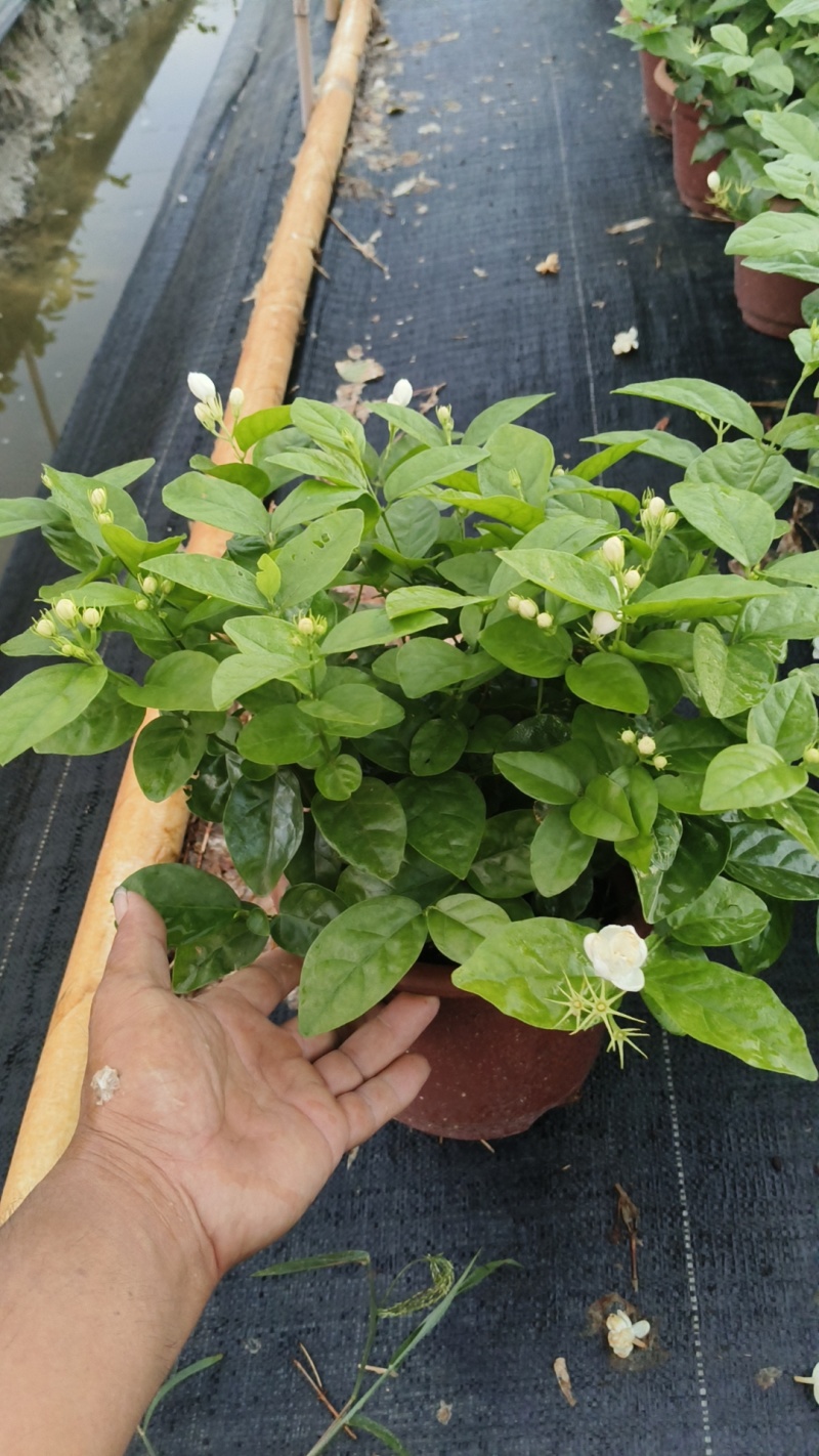 茉莉花