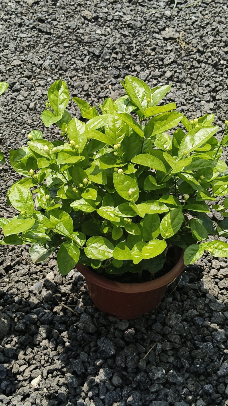 茉莉花
