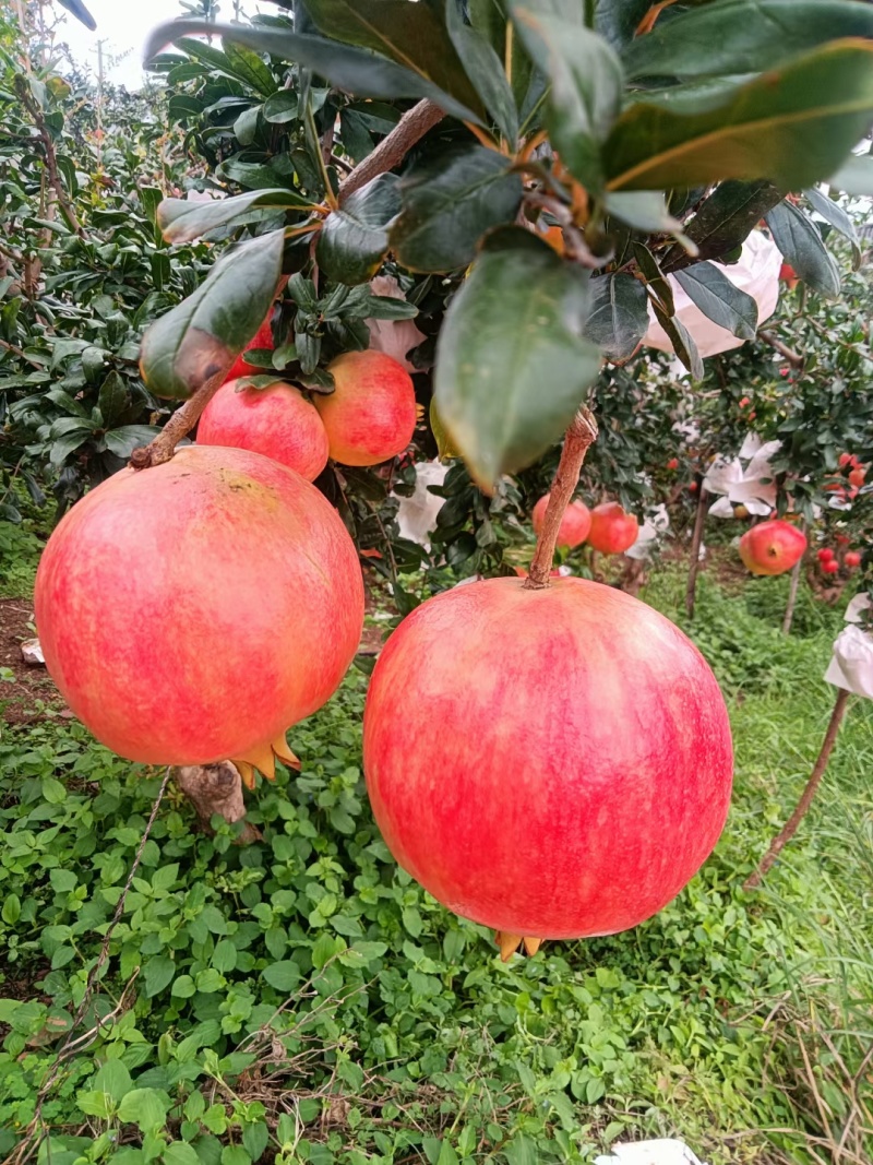 会理突尼斯软籽石榴