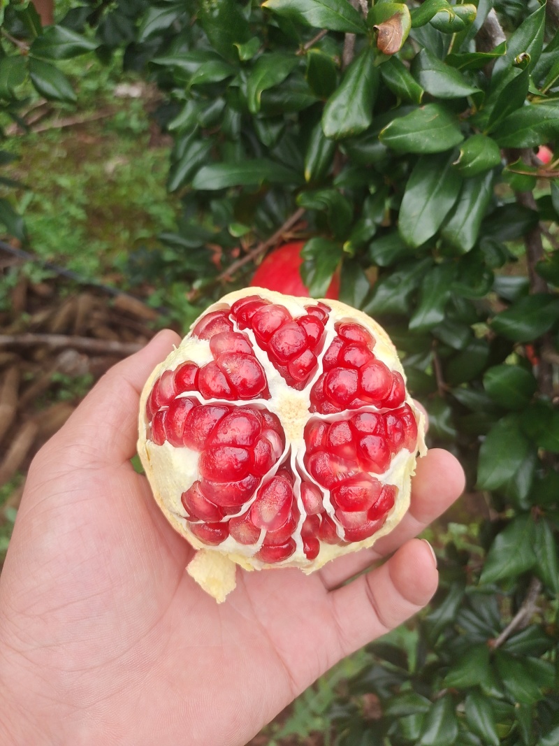 会理突尼斯软籽石榴