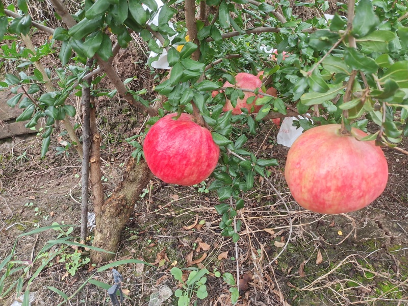 会理突尼斯软籽石榴
