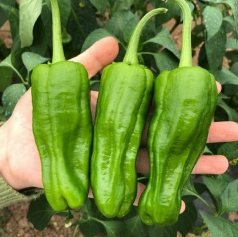 芜湖椒薄皮辣椒泡椒辣椒基地直供一手货源
