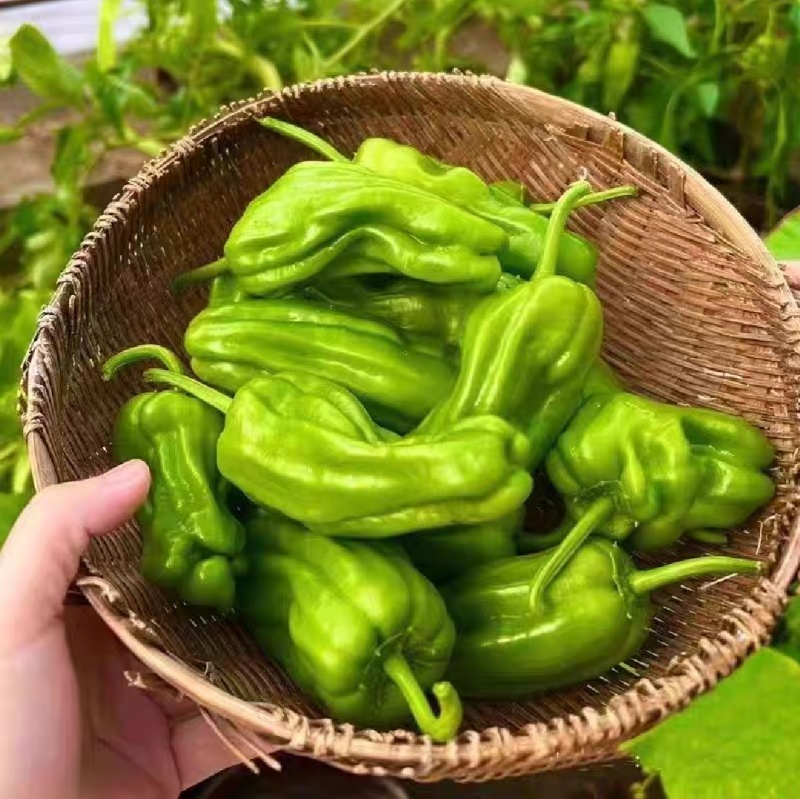 芜湖椒薄皮辣椒泡椒辣椒基地直供一手货源