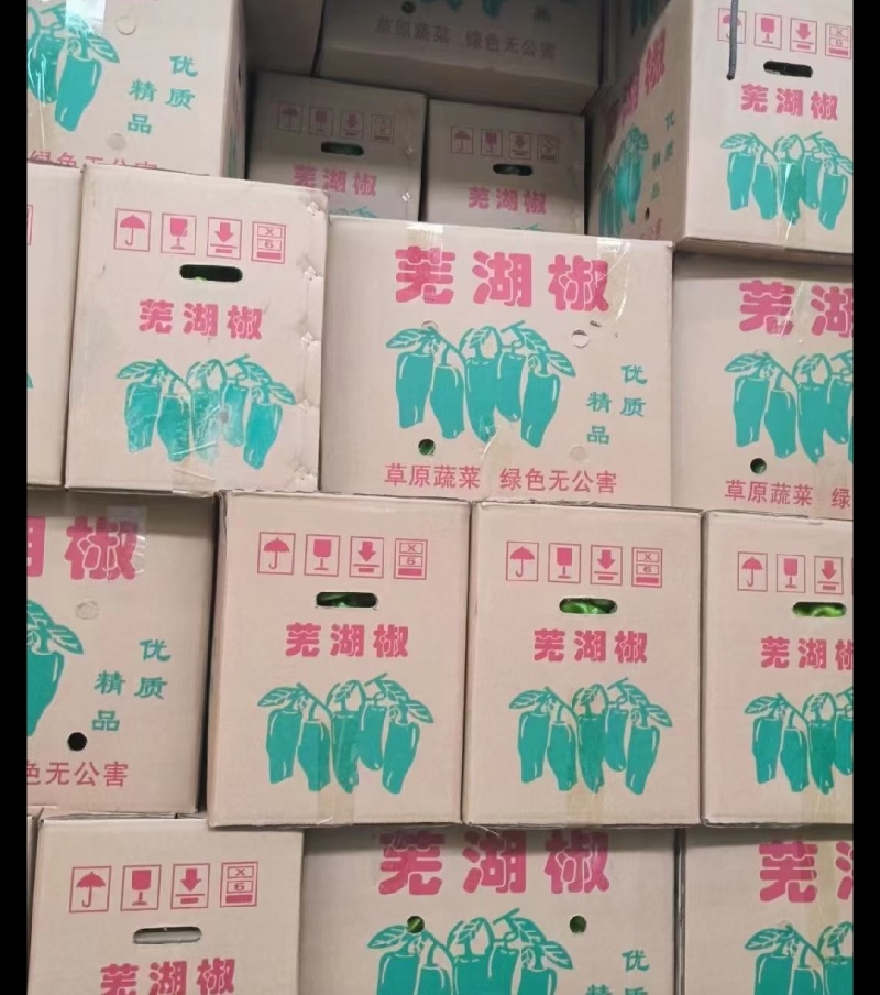 芜湖椒薄皮辣椒泡椒辣椒基地直供一手货源