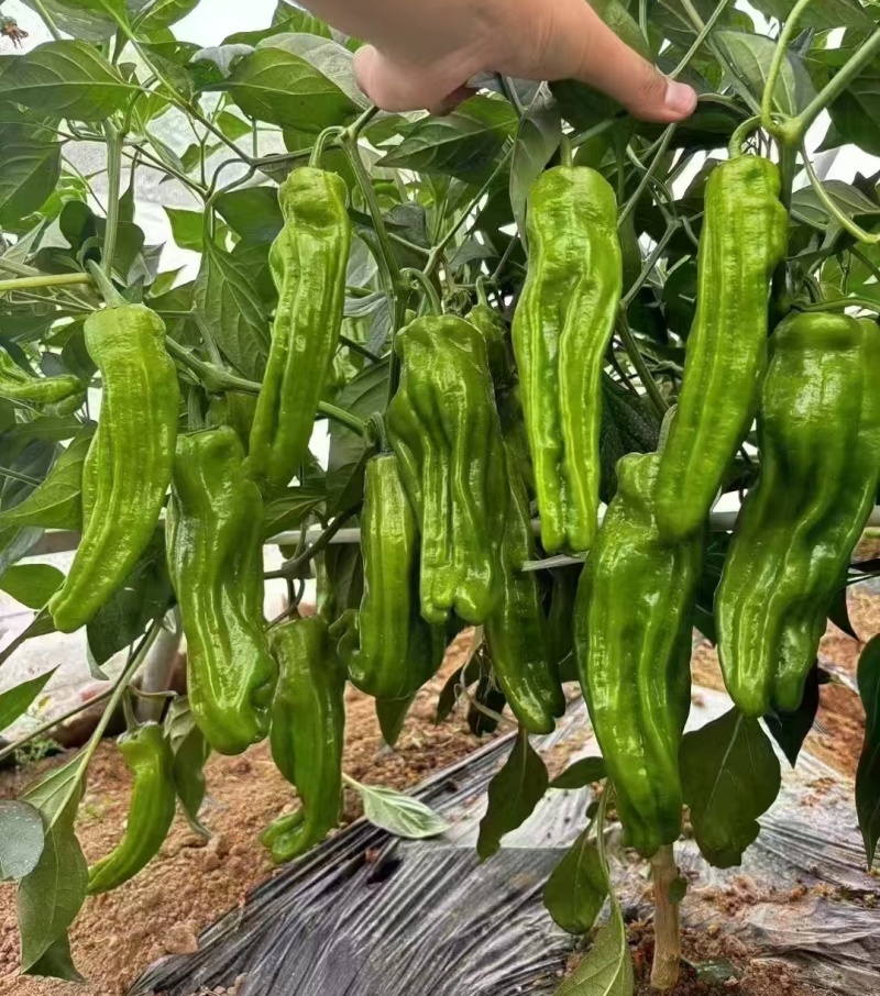 芜湖椒薄皮辣椒泡椒辣椒基地直供一手货源