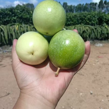 钦蜜9号黄金百香果，产地直发。一手货源，长期大量稳定供应。