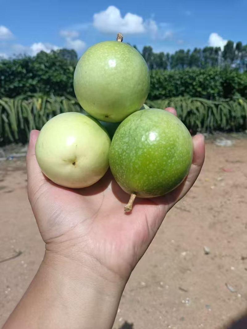 钦蜜9号黄金百香果，产地直发。一手货源，长期大量稳定供应。