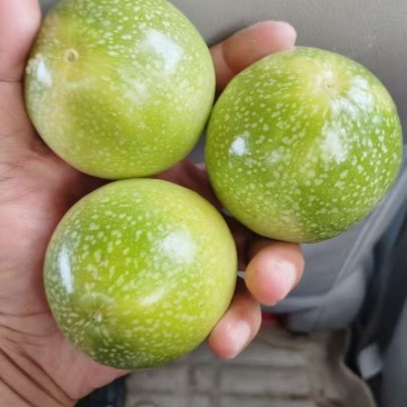 钦蜜九号黄金百香果，产地直发。一手货源，长期大量稳定供应。