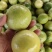 钦蜜九号黄金百香果，产地直发。一手货源，长期大量稳定供应。