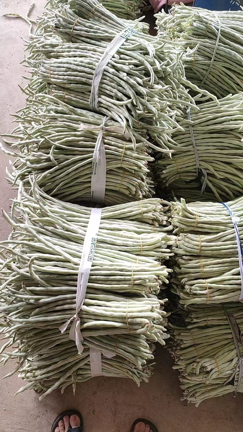 【品质保障】广西白条豆角基地直供对接全国批发电商商超