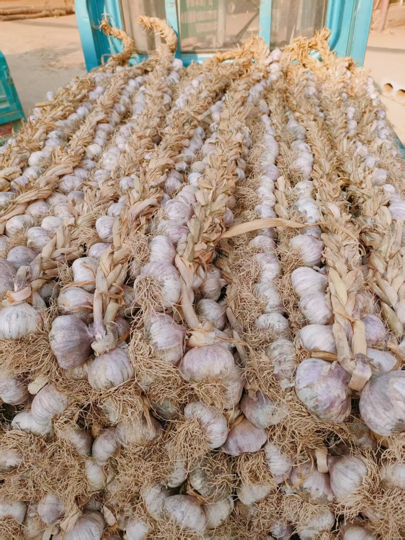 山东精品大蒜辫子蒜紫皮蒜红蒜货源充足量大从优