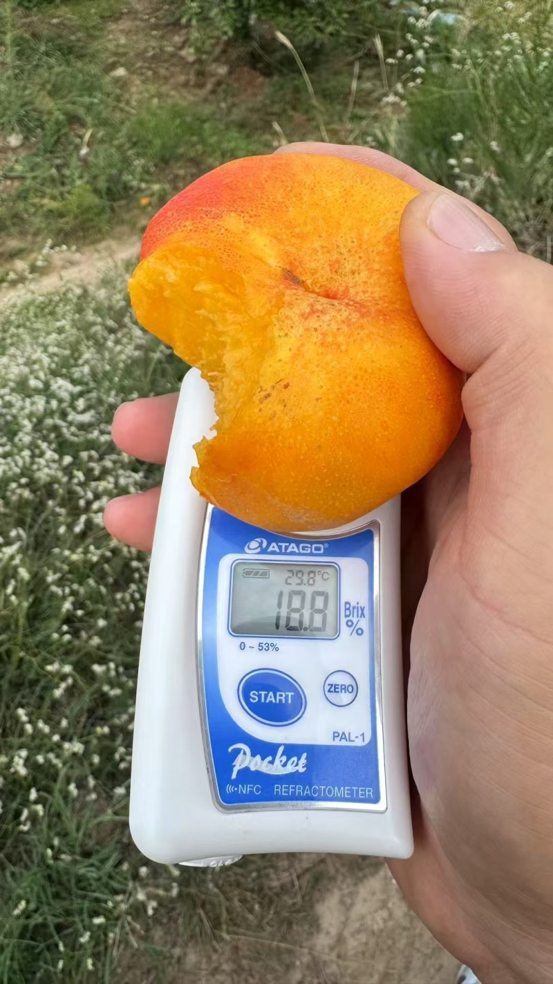 彩虹蟠桃上市了