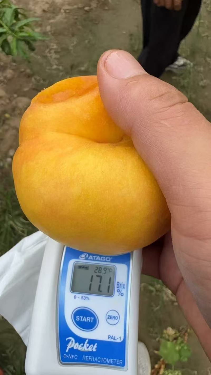彩虹蟠桃上市了