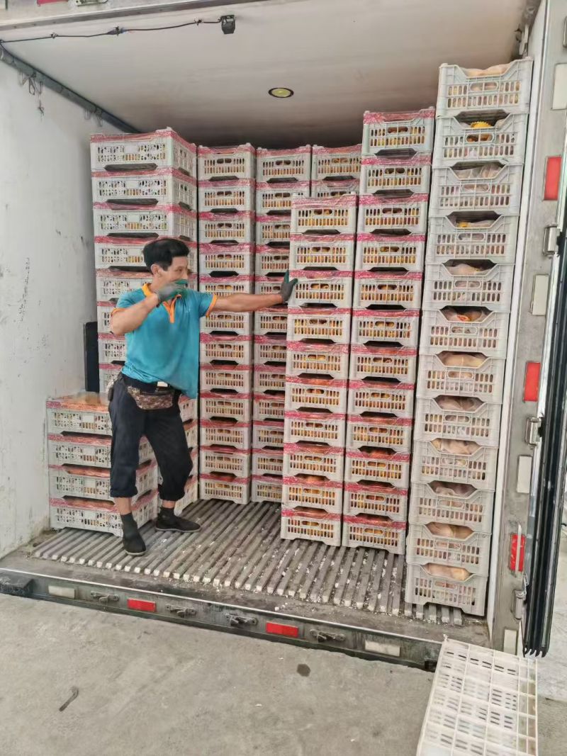 彩虹蟠桃上市了