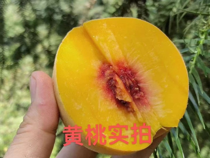湖南桃子，锦绣黄桃大量供应，一手货源，量大从优对接