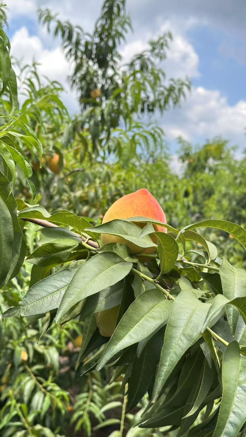 湖南桃子，锦绣黄桃大量供应，一手货源，量大从优对接