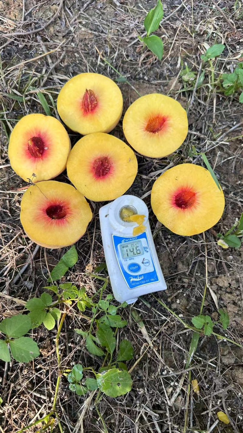 湖南桃子，锦绣黄桃大量供应，一手货源，量大从优对接