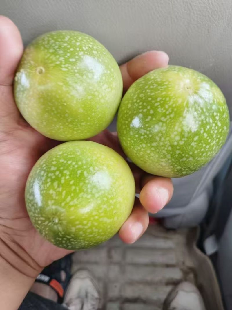 钦蜜九号黄金百香果，产地直发。一手货源，长期大量稳定供应。