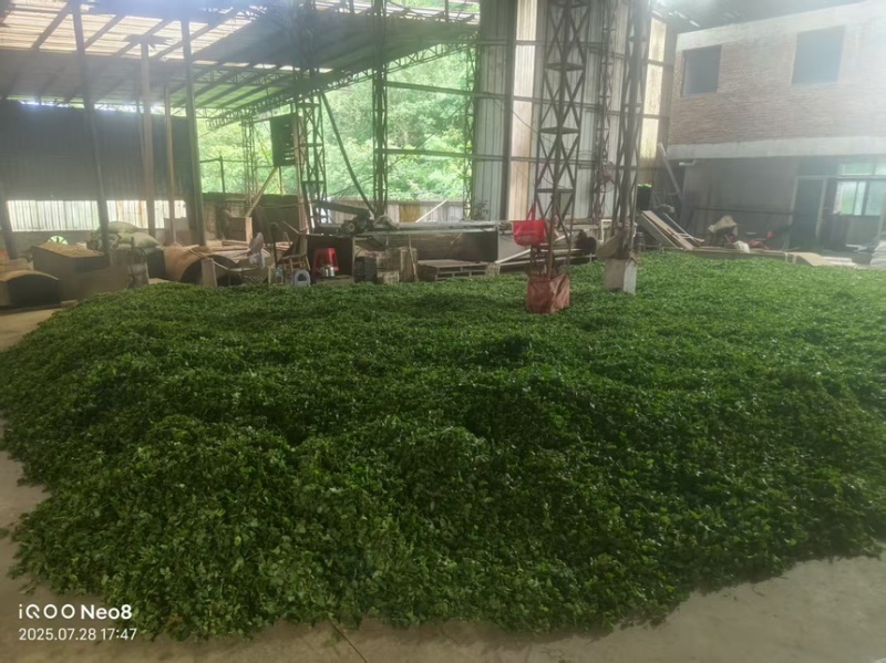 绞股蓝精品绞股蓝规格齐全自产自销产地直供欢迎咨询