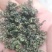绞股蓝精品绞股蓝规格齐全自产自销产地直供欢迎咨询