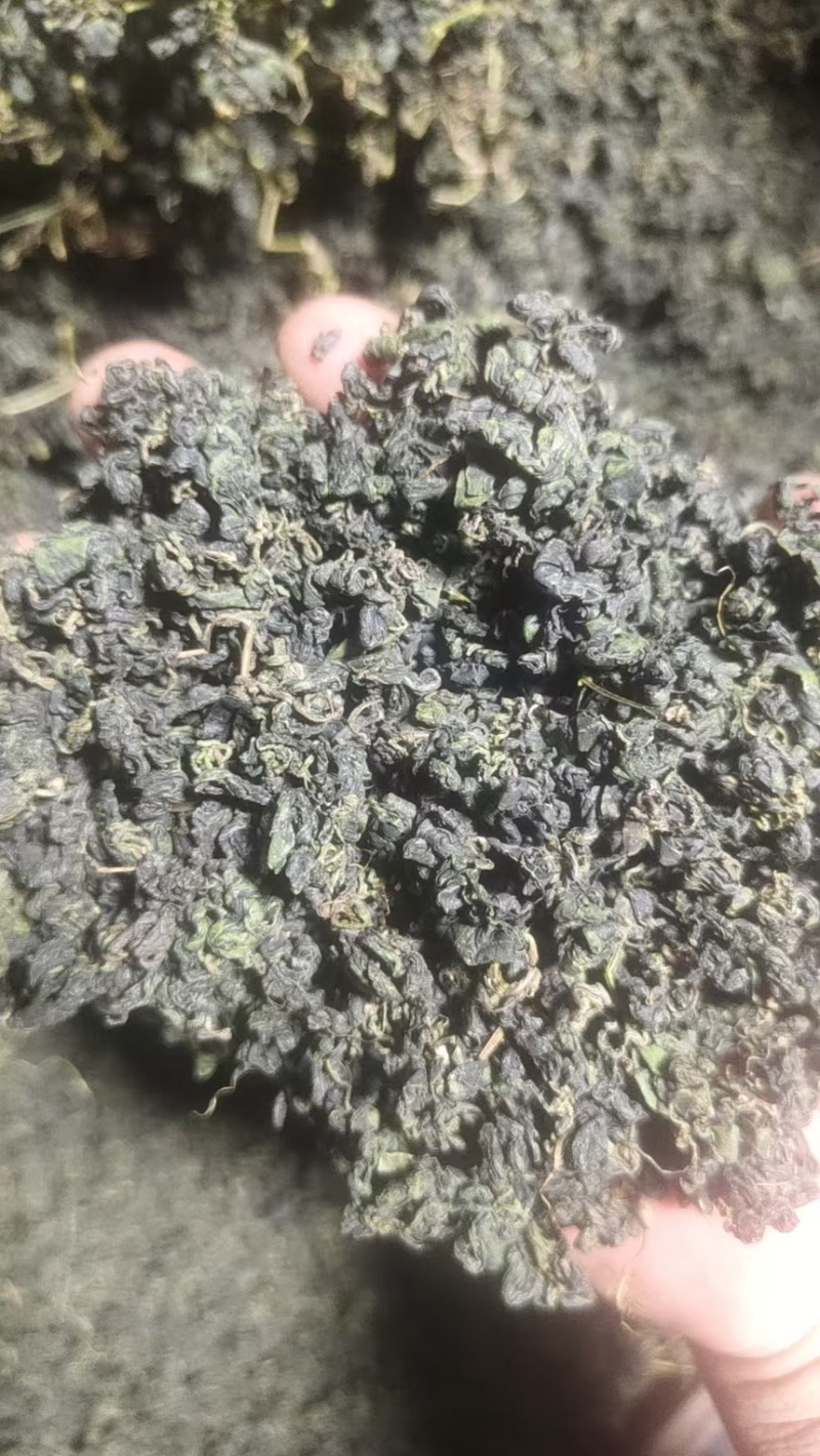绞股蓝精品绞股蓝规格齐全自产自销产地直供欢迎咨询