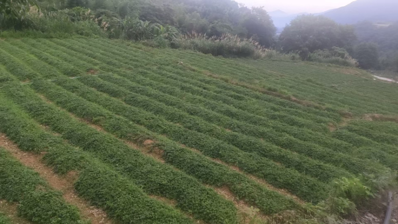 绞股蓝精品绞股蓝规格齐全自产自销产地直供欢迎咨询
