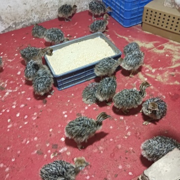 正中的非洲鸵鸟苗