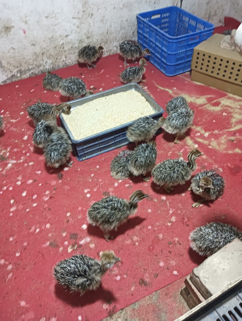 正中的非洲鸵鸟苗