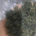 绞股蓝精品绞股蓝规格齐全自产自销产地直供欢迎咨询