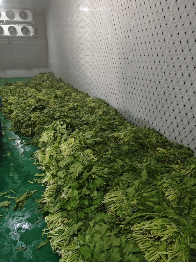 安徽腌制雪里红现货，大量供应各种泡菜厂等，全国发货