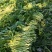 安徽腌制雪里红现货，大量供应各种泡菜厂等，全国发货