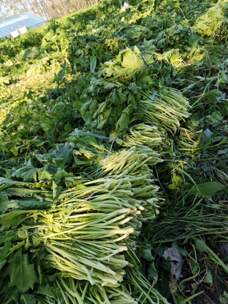 安徽腌制雪里红现货，大量供应各种泡菜厂等，全国发货