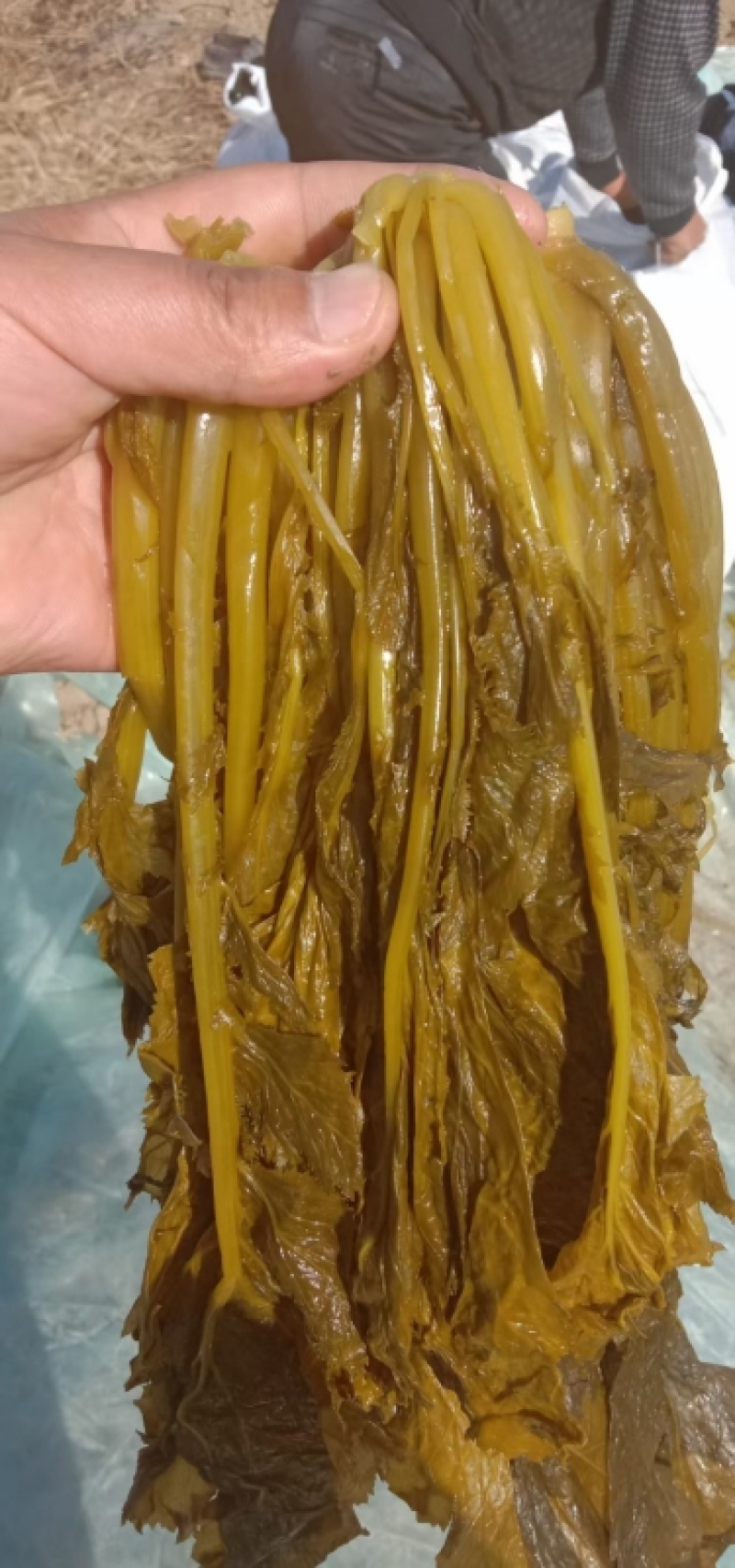 安徽腌制雪里红现货，大量供应各种泡菜厂等，全国发货