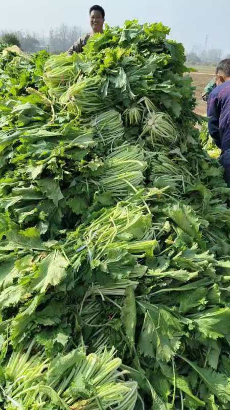 安徽腌制雪里红现货，大量供应各种泡菜厂等，全国发货