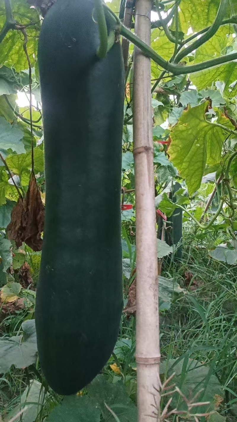冬瓜黑皮冬瓜精品湖南冬瓜产地直供低价批发量大价优