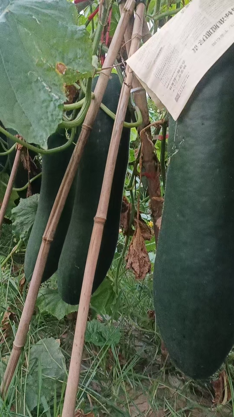 冬瓜黑皮冬瓜精品湖南冬瓜产地直供低价批发量大价优