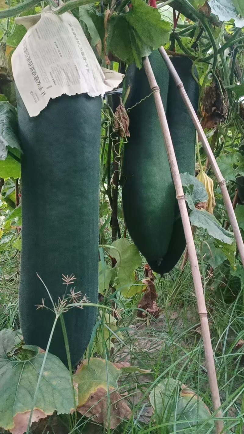 冬瓜黑皮冬瓜精品湖南冬瓜产地直供低价批发量大价优