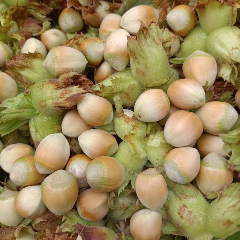 东北大榛子量大保证质量价格美丽，产地直发