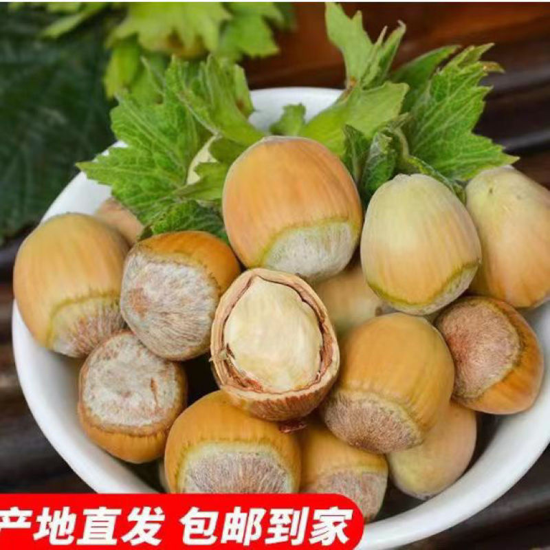 东北大榛子量大保证质量价格美丽，产地直发
