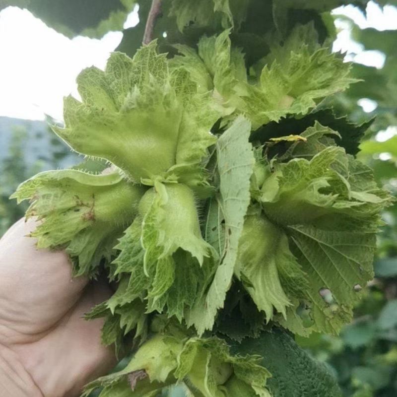 东北大榛子量大保证质量价格美丽，产地直发